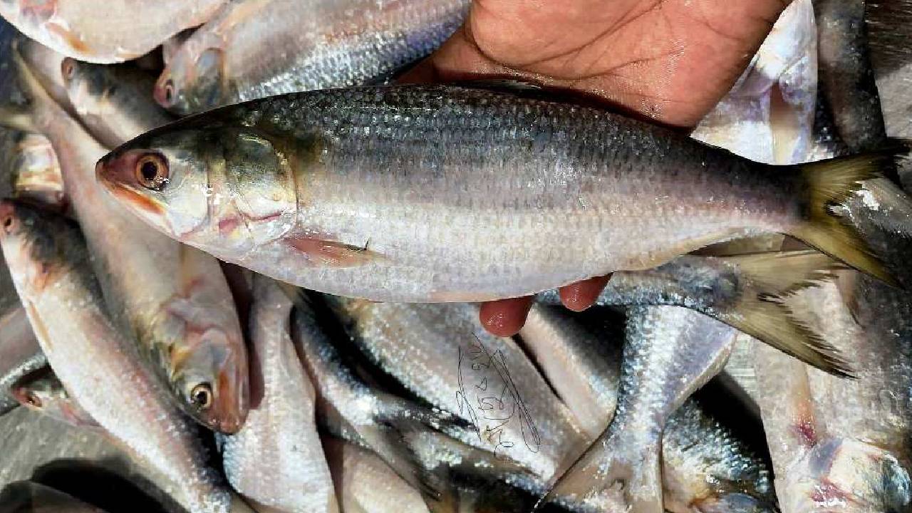 आखिर क्यों इस मछली की सुरक्षा में बांग्लादेश ने तैनात किए नौसेना जहाज और हेलीकॉप्टर?
