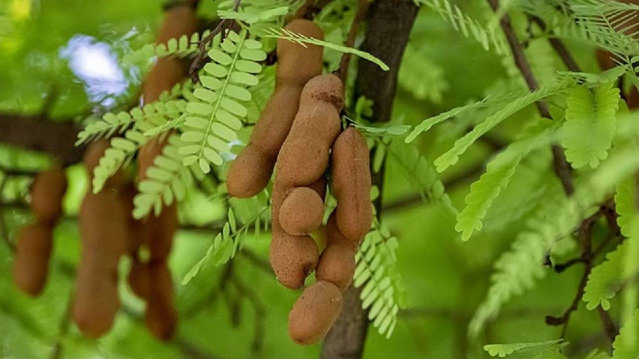 बंजर जमीन में भी होगी लाखों की कमाई, किसान बस लगाएं यह पेड़