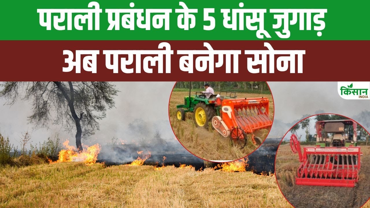पराली जलाना छोड़ें, अपनाएं ये देसी जुगाड़, जानिए फसलों की सुरक्षा के 5 स्मार्ट उपाय