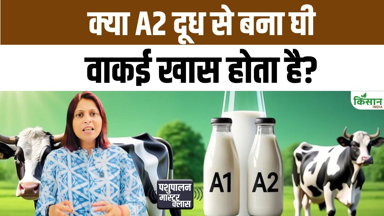 A2 दूध से बना घी वाकई फायदेमंद या सिर्फ महंगी मार्केटिंग चाल? सच जानिए यहां
