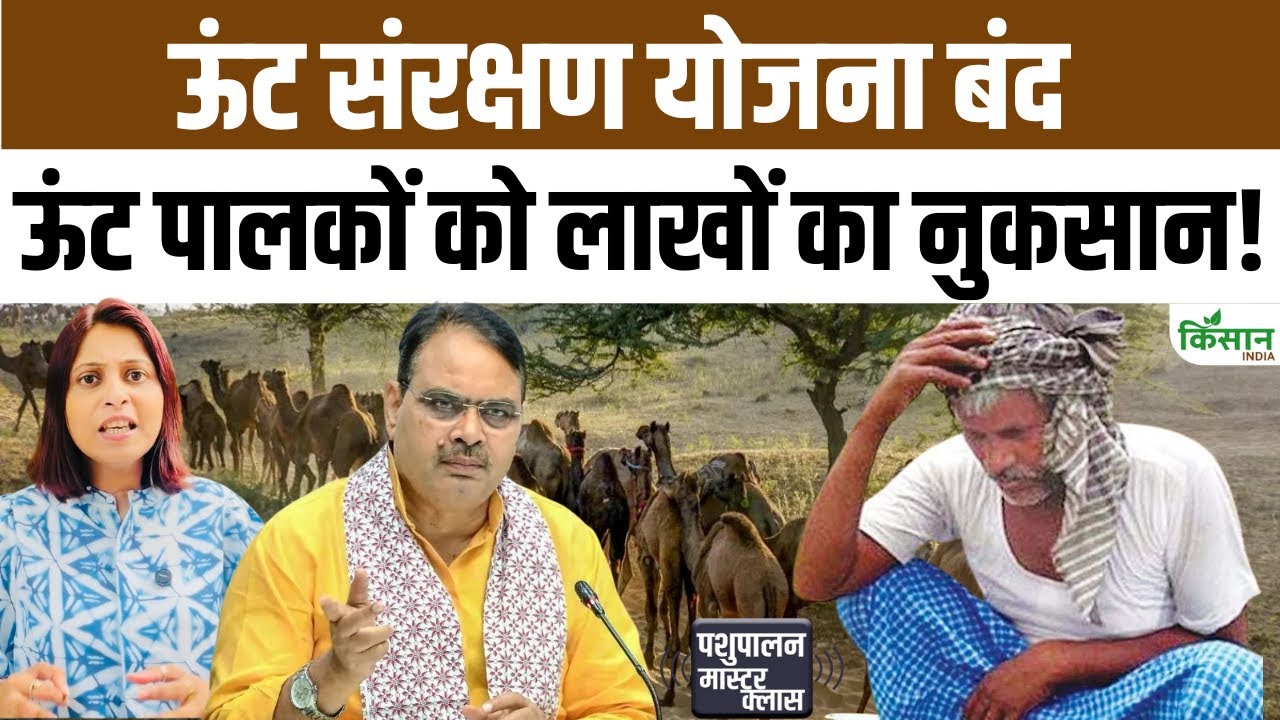 लगातार घट रही ऊंटों की संख्या, फिर भी दो साल से जारी नहीं हुई राशि