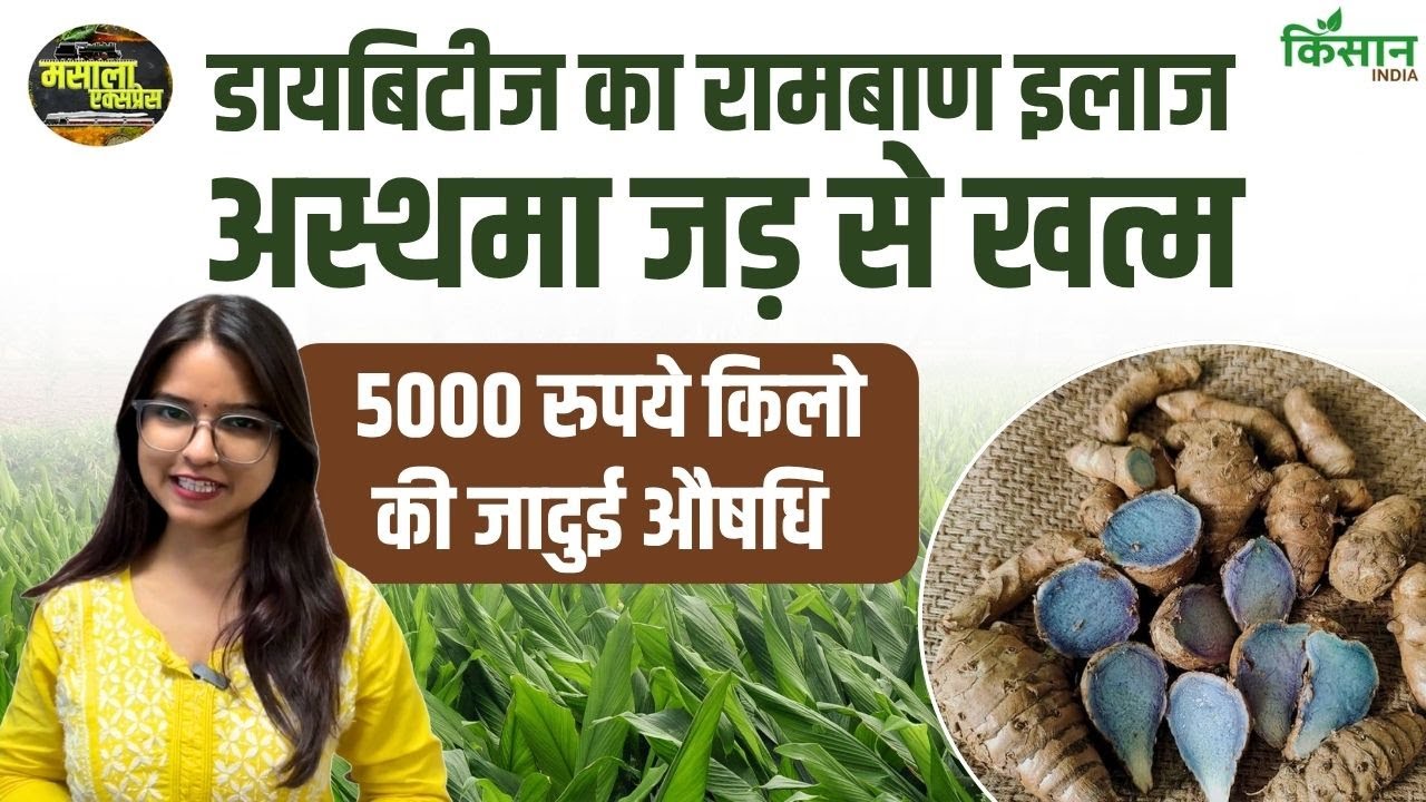 डायबिटीज से अस्थमा तक असरदार, जानिए काली हल्दी के अनोखे औषधीय और स्वास्थ्यवर्धक फायदे