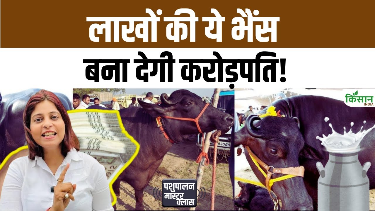 Murrah नस्ल की भैंस दे रही जबरदस्त दूध उत्पादन, हर महीने किसानों की आमदनी में बड़ा इजाफा