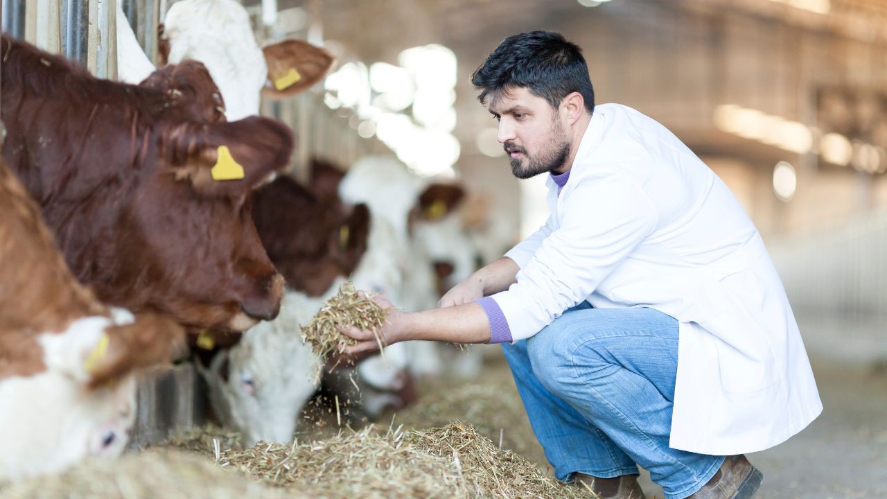 Animals Disease: पशुओं में बीमारियों की ऐसे करें पहचान, जानें बचाव के आसान तरीके