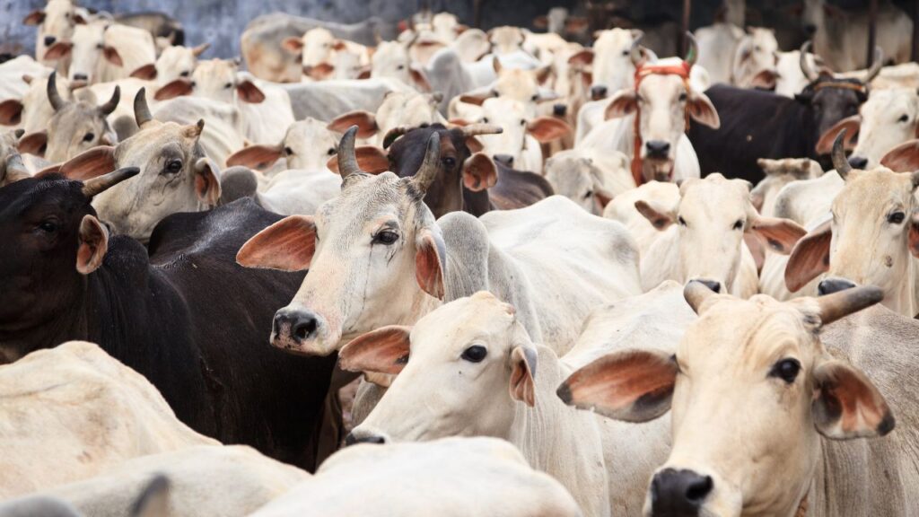 Best Cow Breeds: इन गायों का दूध हाई-क्वालिटी देसी घी और ताजा पनीर बनाने में सबसे ज्यादा पसंद किया जाता है, जिससे किसानों को बाजार में बेहतर कीमत मिलती है.