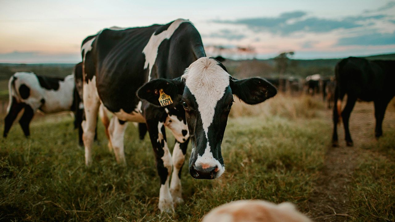 Dairy Farming Tips: गाय-भैंस हीट में नहीं आ रहीं? बस अपनाएं ये देसी प्लस साइंटिफिक ट्रिक, दोगुना होगा दूध!