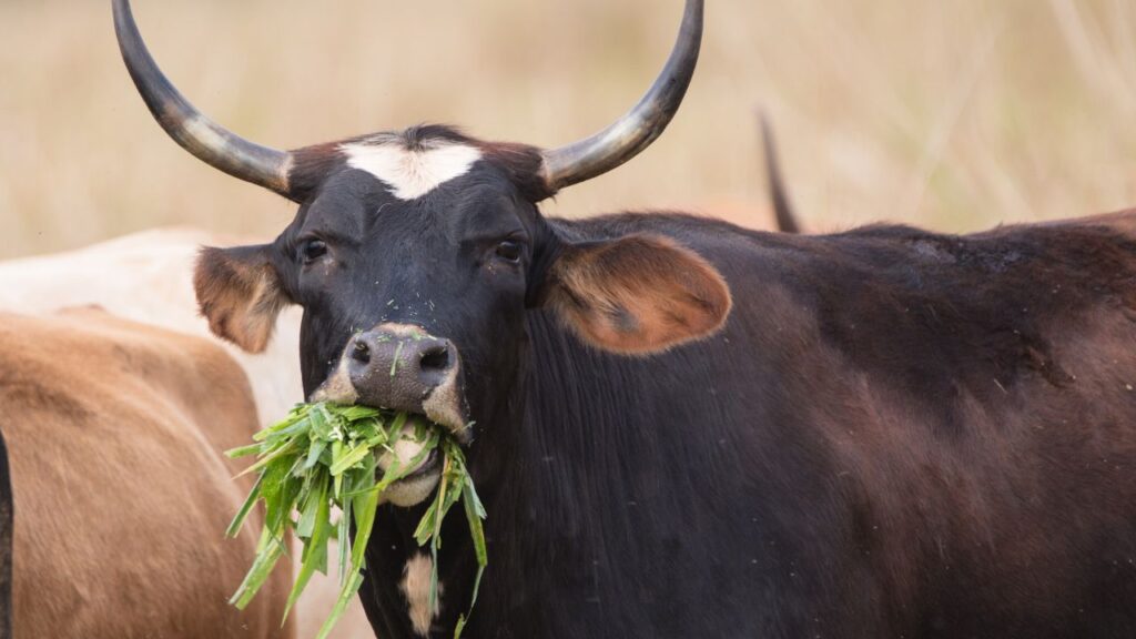 Dairy Farming Tips: बरसीम में कैल्शियम और फास्फोरस की पर्याप्त मात्रा होती है, जो पशुओं की पाचन क्रिया को मजबूत बनाती है. इसे नियमित खिलाने से गाय और भैंसों का दूध उत्पादन लंबे समय तक स्थिर रहता है और गुणवत्ता भी बेहतर होती है. Dairy Farming Tips: बरसीम में कैल्शियम और फास्फोरस की पर्याप्त मात्रा होती है, जो पशुओं की पाचन क्रिया को मजबूत बनाती है. इसे नियमित खिलाने से गाय और भैंसों का दूध उत्पादन लंबे समय तक स्थिर रहता है और गुणवत्ता भी बेहतर होती है.