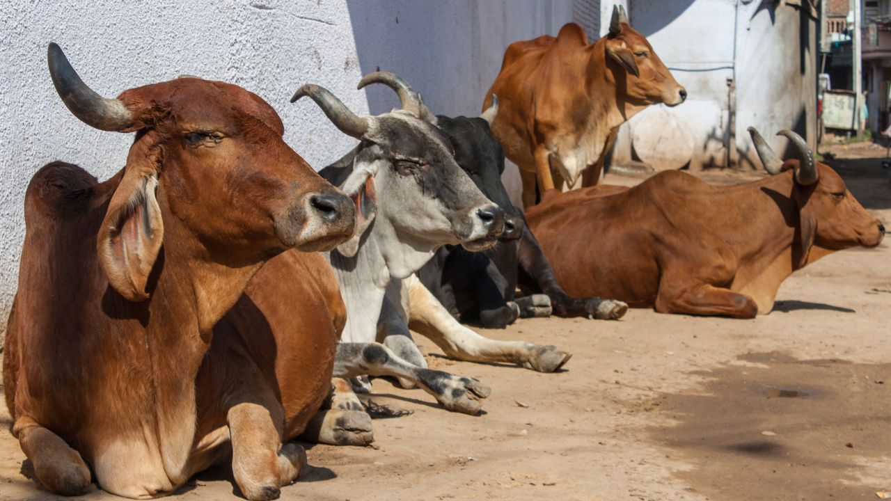 पशुपालकों के लिए खुशखबरी, 200 किसानों को मुफ्त में मिलेंगी गायें.. जानें क्या है सरकार का प्लान