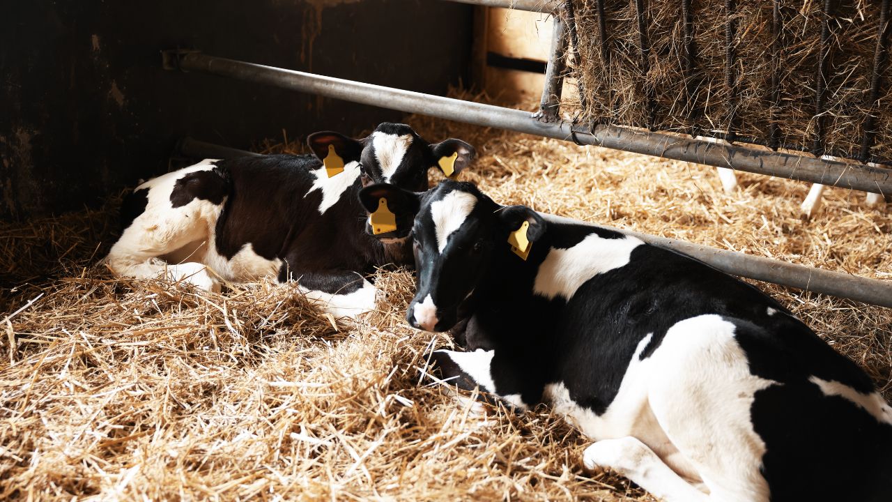 Dairy Cattle Tips Purchase Dairy Cattle Wisely Keep These Things Mind Increase Income And Reduce Losses