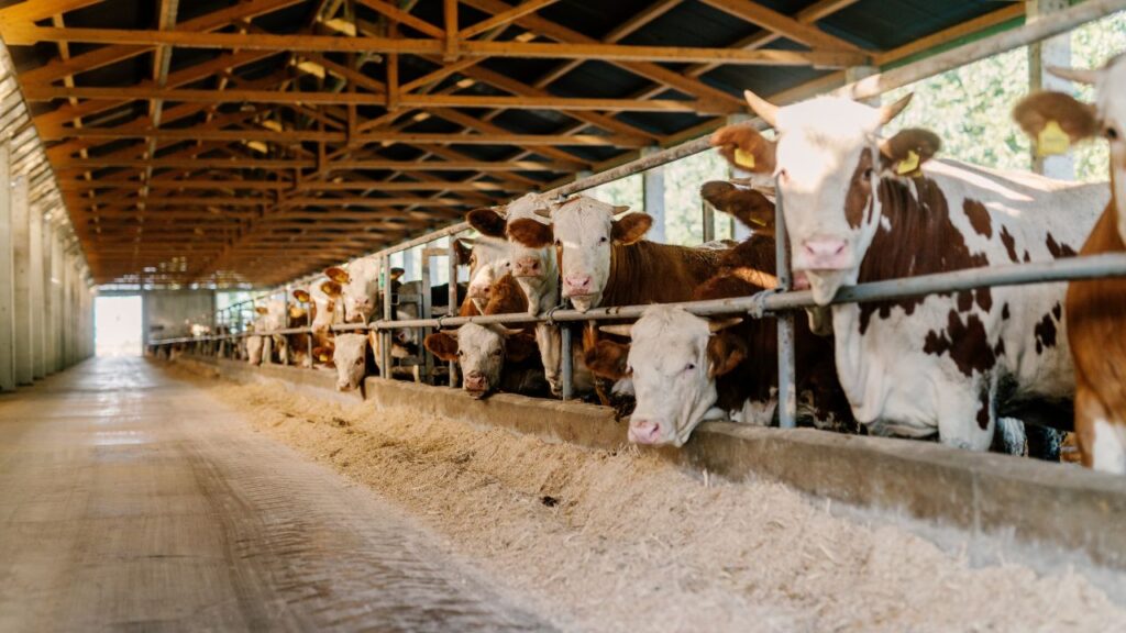 Cattle Farming: अवैध दवाओं और हॉर्मोन्स का उपयोग पशुओं के लिए हानिकारक है. प्राकृतिक तरीके अपनाकर ही दूध उत्पादन बढ़ाना स्वास्थ्य के लिए सुरक्षित और स्थायी उपाय है. Cattle Farming: अवैध दवाओं और हॉर्मोन्स का उपयोग पशुओं के लिए हानिकारक है. प्राकृतिक तरीके अपनाकर ही दूध उत्पादन बढ़ाना स्वास्थ्य के लिए सुरक्षित और स्थायी उपाय है.