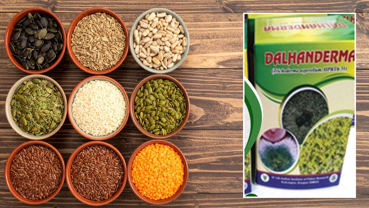 चना किसानों की मुसीबतें छूमंतर कर देगा दलहनडर्मा, IIPR ने किया विकसित.. खूब हो रहा इस्तेमाल