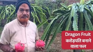 इस फल की खेती सालभर में बना देगी करोड़पति, 100 पौधों से होगी 1.44 करोड़ की कमाई.. पूरी डिटेल पढ़ें इस फल की खेती सालभर में बना देगी करोड़पति, 100 पौधों से होगी 1.44 करोड़ की कमाई.. पूरी डिटेल पढ़ें