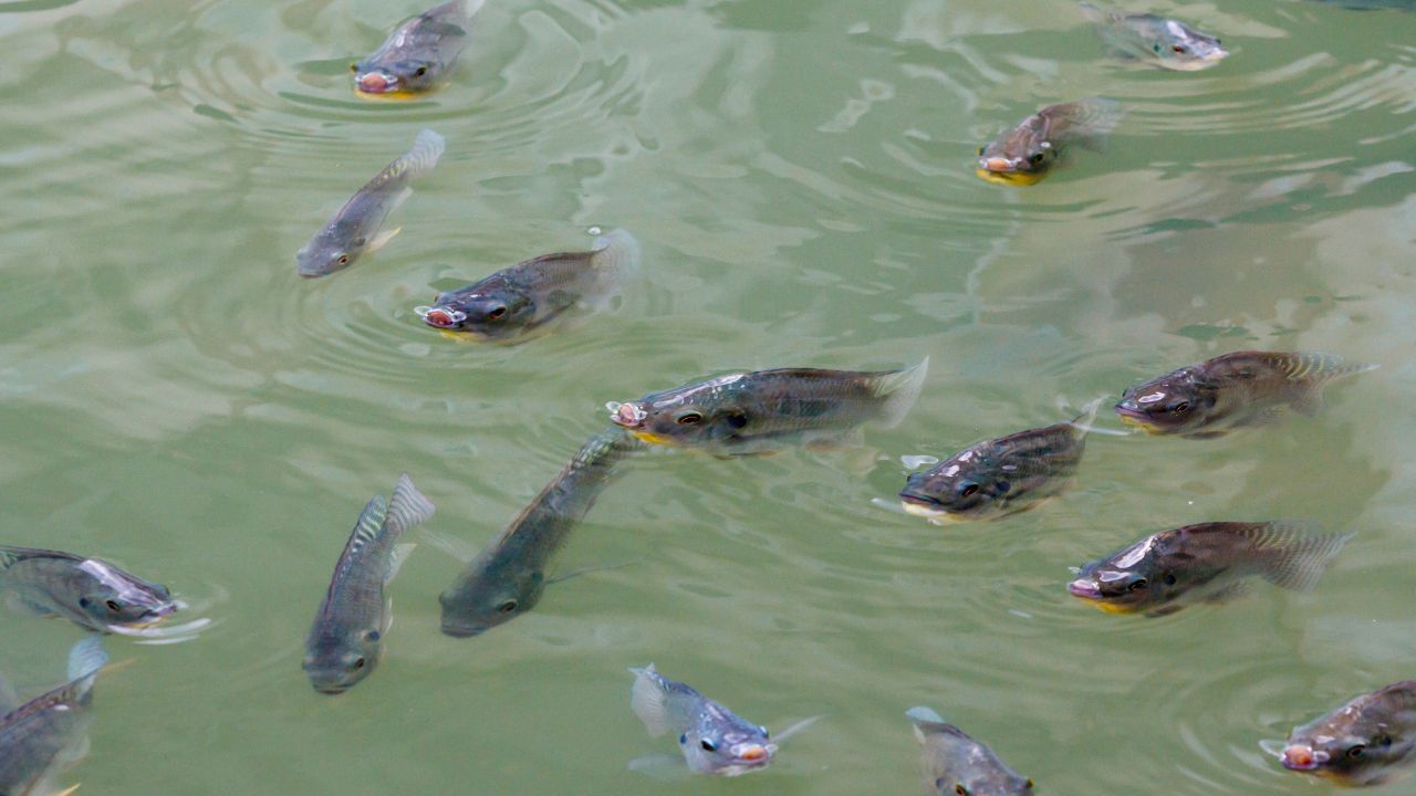 Fish Farming: तालाब की कम गहराई से बढ़ रहा मछलियों की मौत का खतरा, सरकार ने जारी की एडवाइजरी