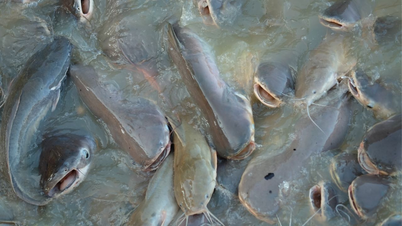Fish Farming: मछलियों में होने वाले रोग और उनका आसान उपचार, जानिए कैसे बचाएं अपनी मछलियां