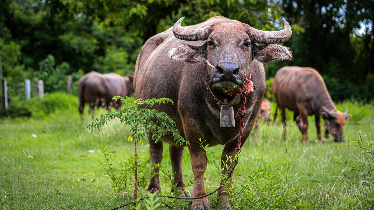 Buffalo Farming: डेयरी उद्योग की शान बनी ये भैंस, एक ब्यांत में देती है 3000 लीटर तक दूध