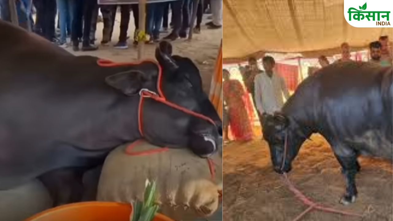 21 करोड़ की भैंस की मौत! पुष्कर मेले में मचा हंगामा, सोशल मीडिया पर वीडियो हुआ वायरल