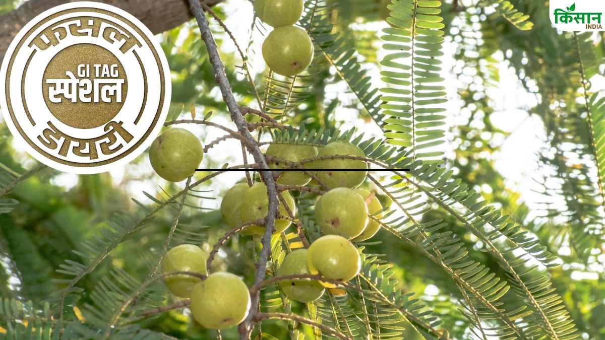 अमेरिका में मशहूर है प्रतापगढ़ का आंवला, टैरिफ से कारोबार प्रभावित.. अब किसान बना रहे खेती से दूरी