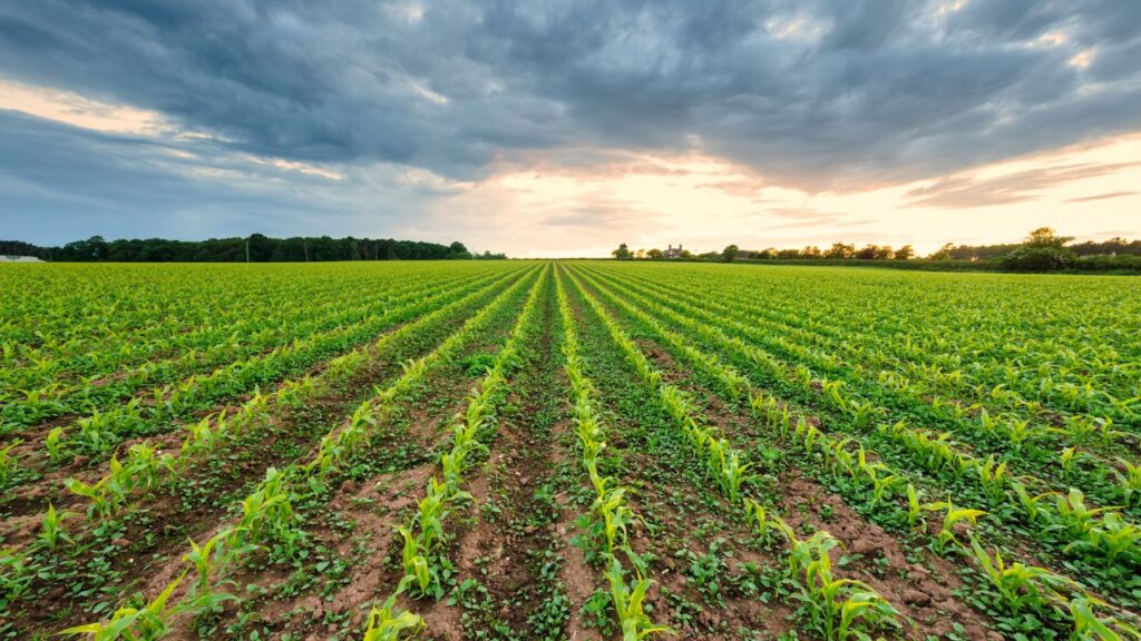 Farming Tips: सर्दियों में खेत खाली छोड़ने से मिट्टी की ऊपरी परत खराब होती है और पोषक तत्व बह जाते हैं. लेकिन काऊपी (Cowpea), सनहेम्प (Sunhemp), मूंग (Moong Bean) जैसी ग्रीन मैन्योर फसलें जमीन को ढककर मिट्टी की संरचना और पोषण दोनों बचाती हैं.