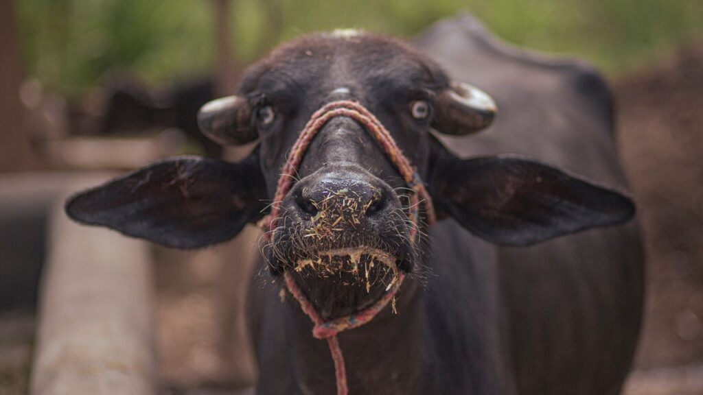 Buffalo Farming: सर्दियों की शुरुआत में अचानक ठंड बढ़ने से भैंसों का शरीर प्रभावित होता है. इस मौसम में दुधारू पशुओं की दूध देने की क्षमता स्वाभाविक रूप से 15–20% तक कम हो जाती है. Buffalo Farming: सर्दियों की शुरुआत में अचानक ठंड बढ़ने से भैंसों का शरीर प्रभावित होता है. इस मौसम में दुधारू पशुओं की दूध देने की क्षमता स्वाभाविक रूप से 15–20% तक कम हो जाती है.