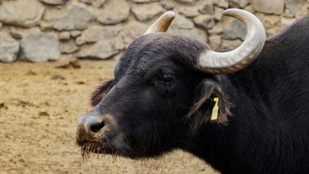 Milk Fever Ke Lakshan: दुग्ध ज्वर दिखने पर देरी न करें. डॉक्टर की सलाह पर कैल्शियम की बोतल लगवाएं. यह शरीर में कमी को तुरंत पूरा करता है और भैंस की हालत तेजी से सुधरती है. Milk Fever Ke Lakshan: दुग्ध ज्वर दिखने पर देरी न करें. डॉक्टर की सलाह पर कैल्शियम की बोतल लगवाएं. यह शरीर में कमी को तुरंत पूरा करता है और भैंस की हालत तेजी से सुधरती है.