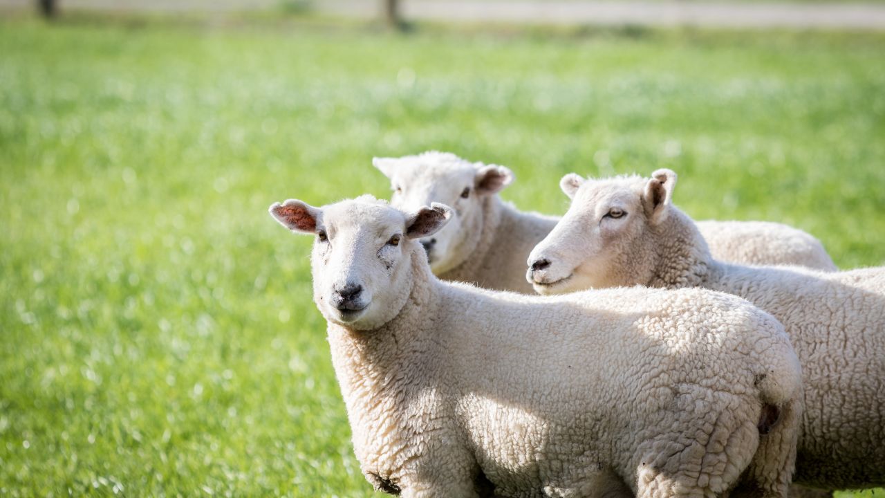 Sheep Farming: भेड़ पालन सीख लें तो घर बैठे होगी मोटी कमाई, किसान बन सकते हैं लखपति!