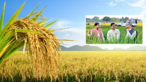किसानों को मिलेगी धान की नई किस्म आदमचीनी, बीएचयू ने विकसित की.. हैरान करने वाली हैं खूबियां किसानों को मिलेगी धान की नई किस्म आदमचीनी, बीएचयू ने विकसित की.. हैरान करने वाली हैं खूबियां