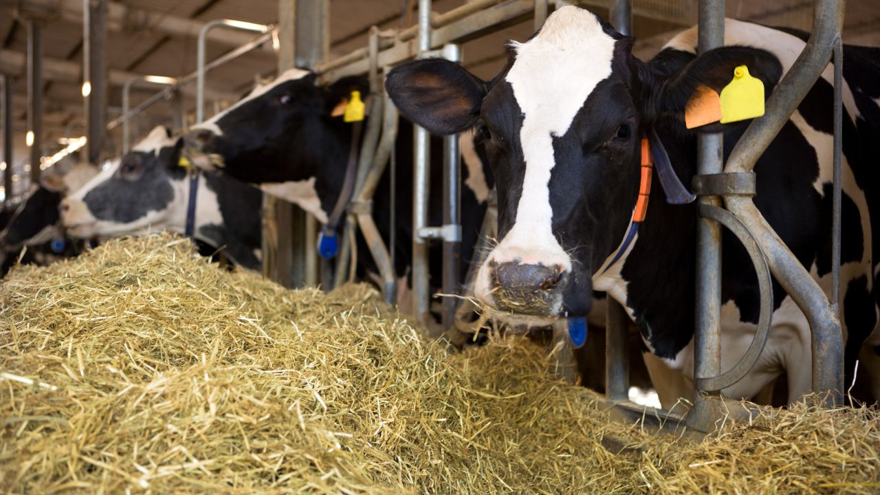 Dairy Farming: सर्दियों में गाय-भैंस को बस इतनी मात्रा में दें ये सफेद चीज, 10-15% तक बढ़ेगा दूध उत्पादन!