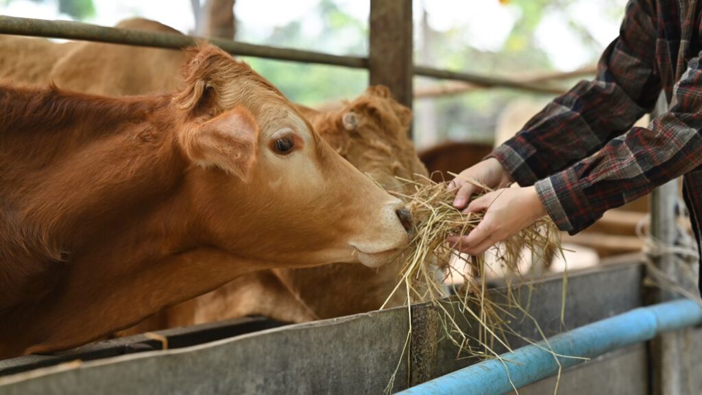 Pashu Palan Ke Tips: जिरका घास पौष्टिक और आसानी से उगाई जा सकने वाली घास है. इसमें आवश्यक मिनरल्स और पोषक तत्व होते हैं, जो दूध की गुणवत्ता बढ़ाने में मदद करते हैं और पशुओं को स्वस्थ रखते हैं. Pashu Palan Ke Tips: जिरका घास पौष्टिक और आसानी से उगाई जा सकने वाली घास है. इसमें आवश्यक मिनरल्स और पोषक तत्व होते हैं, जो दूध की गुणवत्ता बढ़ाने में मदद करते हैं और पशुओं को स्वस्थ रखते हैं.