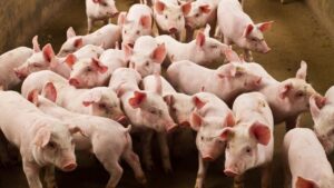 Pig Farming: सूकर पालन के लिए कौन सी नस्लें होती हैं बेस्ट, जान लें फार्मिंग का सही तरीका Pig Farming: सूकर पालन के लिए कौन सी नस्लें होती हैं बेस्ट, जान लें फार्मिंग का सही तरीका