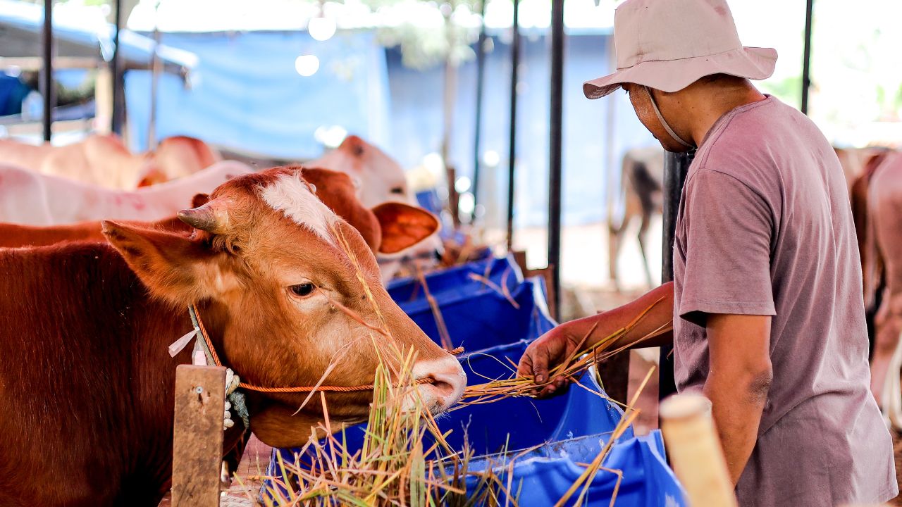 ठंड में गाय-भैंस की देखभाल के लिए कौन सी सावधानियां जरूरी, किसानों के लिए बिहार सरकार की सलाह