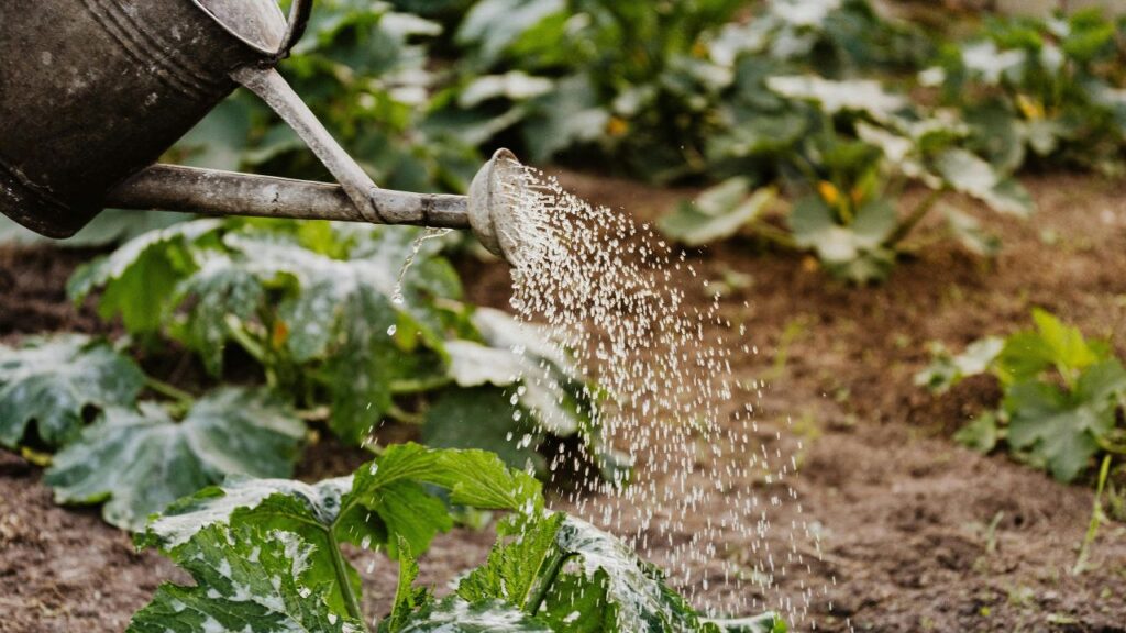 Rabi Crop Farming: सेसबानिया और वाइल्ड इंडिगो जैसे पौधे उन खेतों में भी उग जाते हैं जहां बाकी फसलें मुश्किल से बढ़ती हैं. ये जमीन को ढीला करते हैं, पोषण जोड़ते हैं और लंबे समय में खेत की ताकत वापस लौटाते हैं.