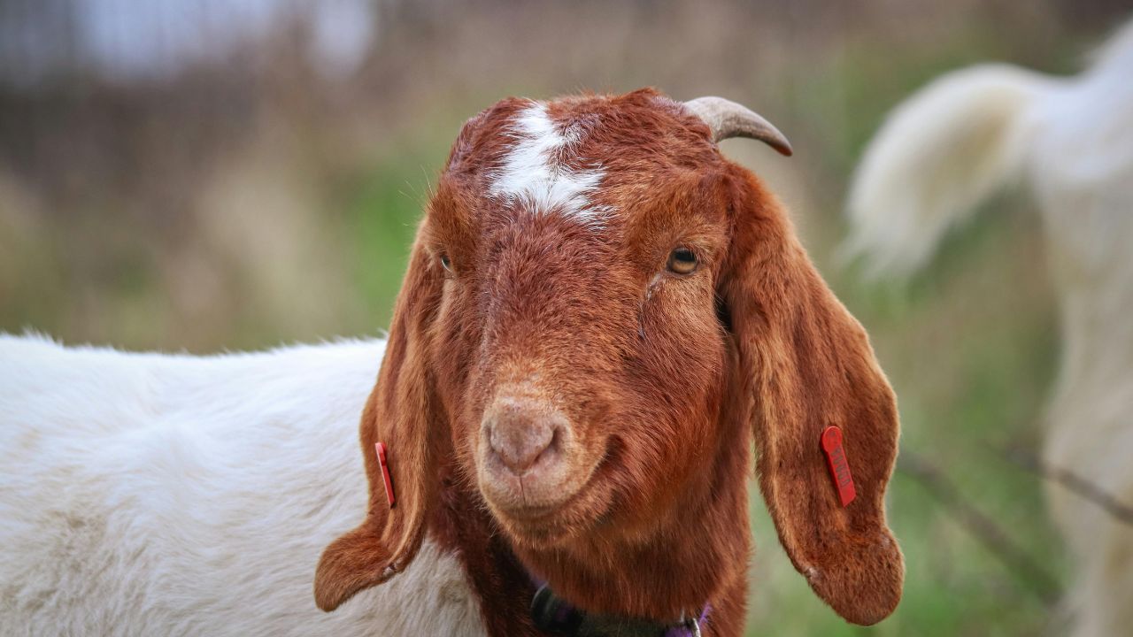 Goat Farming: तोतापुरी बकरी से कम खर्च में ज्यादा मुनाफा, किसानों के लिए बनी कमाई की गारंटी