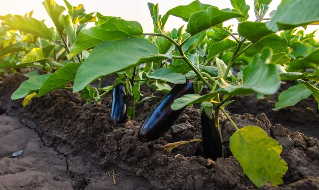 Farming Tips: समय रहते पहचानें ये लक्षण, वरना बैंगन की पूरी फसल हो सकती है खराब