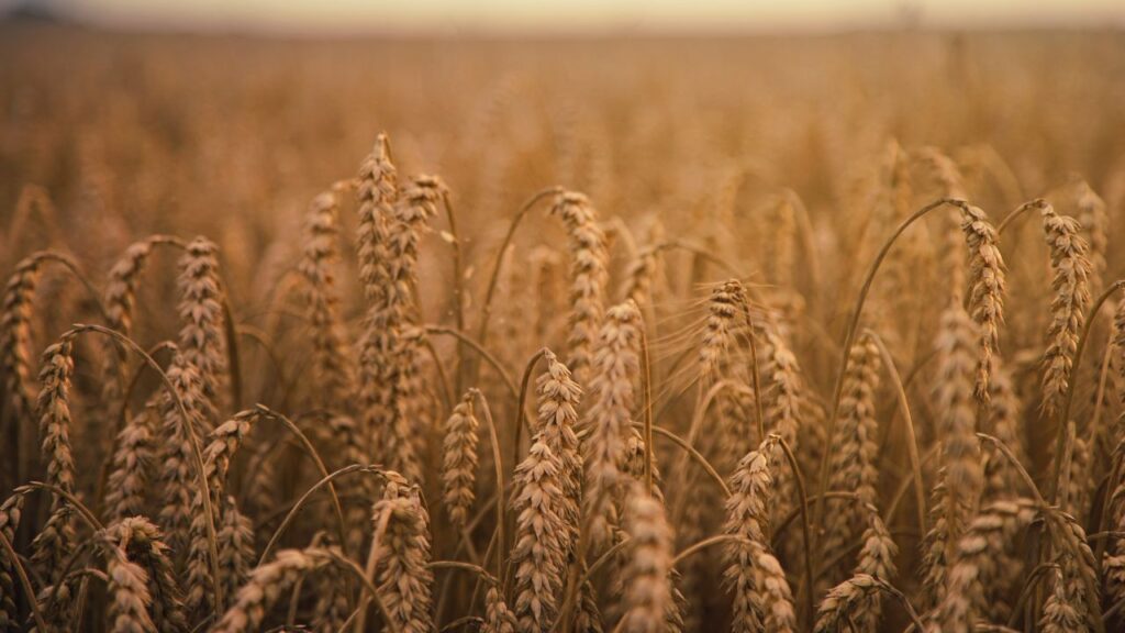 PBW का मतलब ‘Punjab Wheat’ — पंजाब कृषि विश्वविद्यालय, लुधियाना द्वारा विकसित इन किस्मों में PBW 343 और PBW 872 जैसी सफल वैरायटी शामिल हैं, जो पंजाब की जलवायु के अनुरूप हैं.
