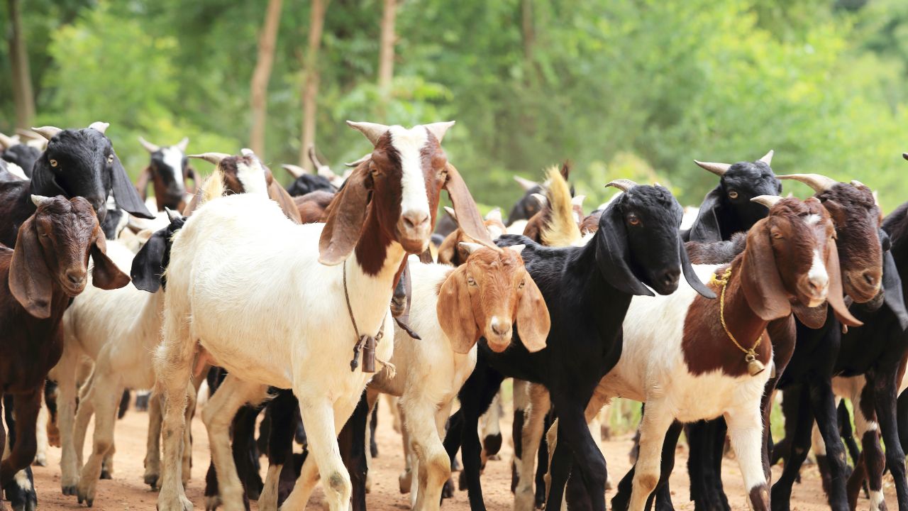 Goat Farming Best Both Milk And Meat These Goat Breeds Earning Farmers Substantial Monthly Profits