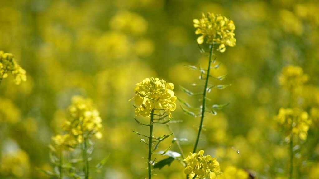 Green Manure Crops: ये ज्यादातर दलहनी पौधे होते हैं, जो हवा से नाइट्रोजन खींचकर मिट्टी में जमा करते हैं. इससे अगली रबी फसल—गेहूं, सरसों या सब्जियों को प्राकृतिक रूप से ज्यादा ताकत मिलती है.