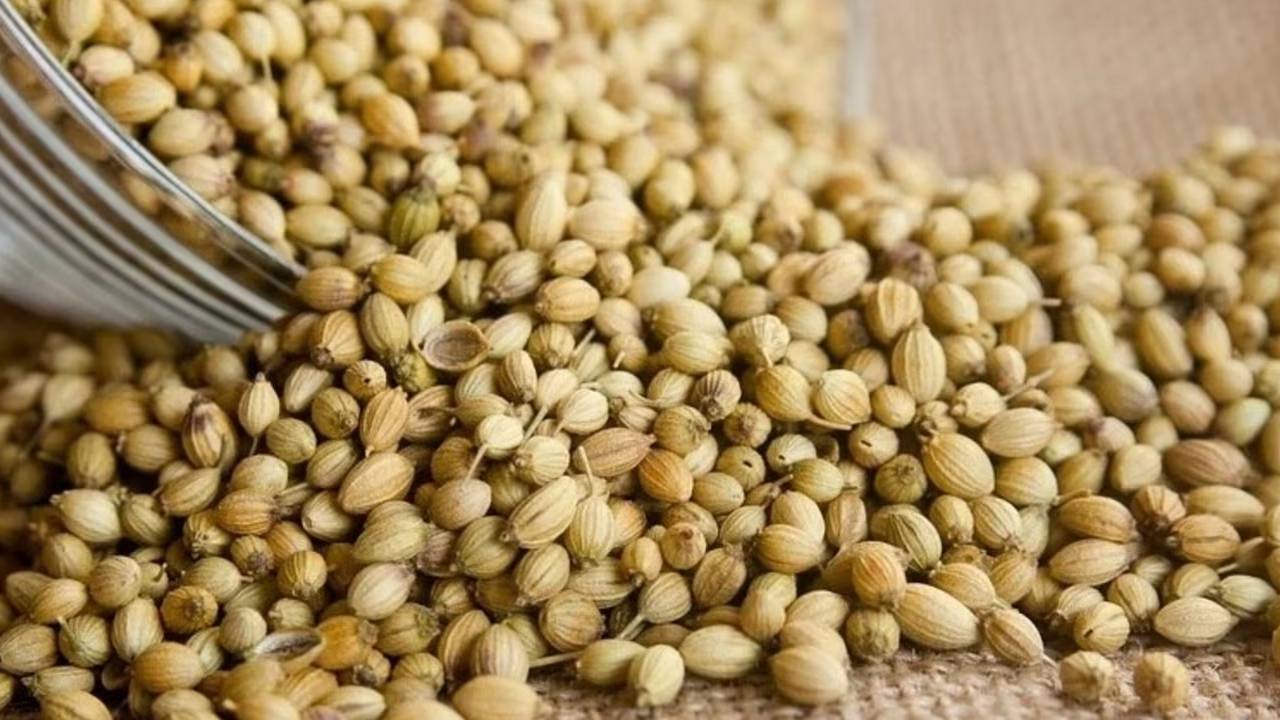 धनिया की खेती से रबी सीजन में बढ़ेगा मुनाफा, जानिए बीज से लेकर कटाई तक के सही तरीके