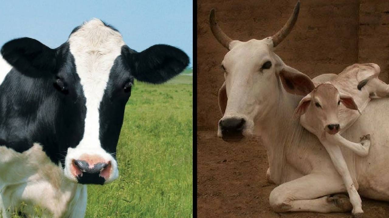 जर्सी और देसी गाय में किसे पालना है फायदेमंद? किसानों की किससे होगी ज्यादा कमाई?
