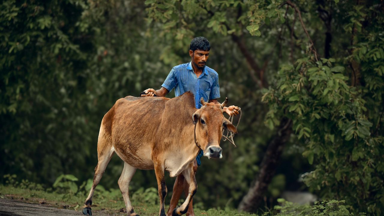 Animal Care: सर्दी में पशुओं को बीमारी से बचाएगा ये देसी तरीका, दूध में नहीं आएगी कमी