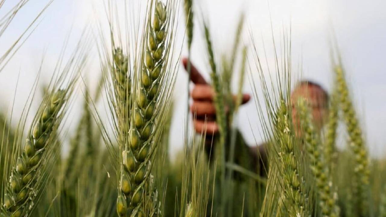 आंधी-तूफान में डटकर खड़ी रहती हैं गेहूं की ये किस्में, 25 तारीख से पहले कर लें बुवाई.. पैदावार से भर जाएगा घर