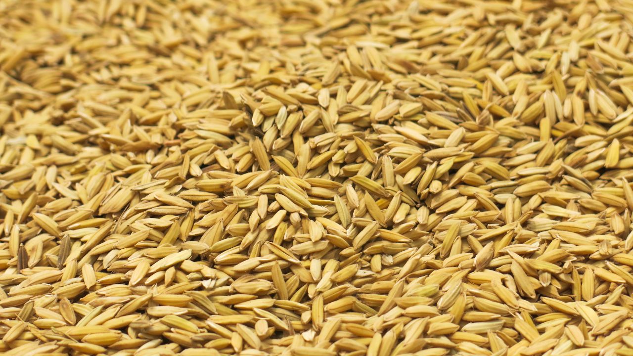 Paddy Procurement: धान खरीद में गड़बड़ी के खिलाफ किसानों का प्रदर्शन, जाम किया सड़क