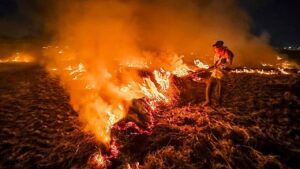 हरियाणा में पराली जलाने के मामलों में बड़ा विस्फोट, एक साल में 92 फीसदी बढ़ीं खेतों में आग की घटनाएं हरियाणा में पराली जलाने के मामलों में बड़ा विस्फोट, एक साल में 92 फीसदी बढ़ीं खेतों में आग की घटनाएं