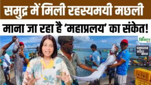 प्रलय की मछली दिखी तट पर, 2011 में दिखने के बाद जापान को झेलनी पड़ी थी भयानक सुनामी तबाही प्रलय की मछली दिखी तट पर, 2011 में दिखने के बाद जापान को झेलनी पड़ी थी भयानक सुनामी तबाही