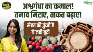 अश्वगंधा के चमत्कारी फायदे: तनाव दूर, बढ़ाए ताकत और बनाए शरीर को मजबूत अश्वगंधा के चमत्कारी फायदे: तनाव दूर, बढ़ाए ताकत और बनाए शरीर को मजबूत