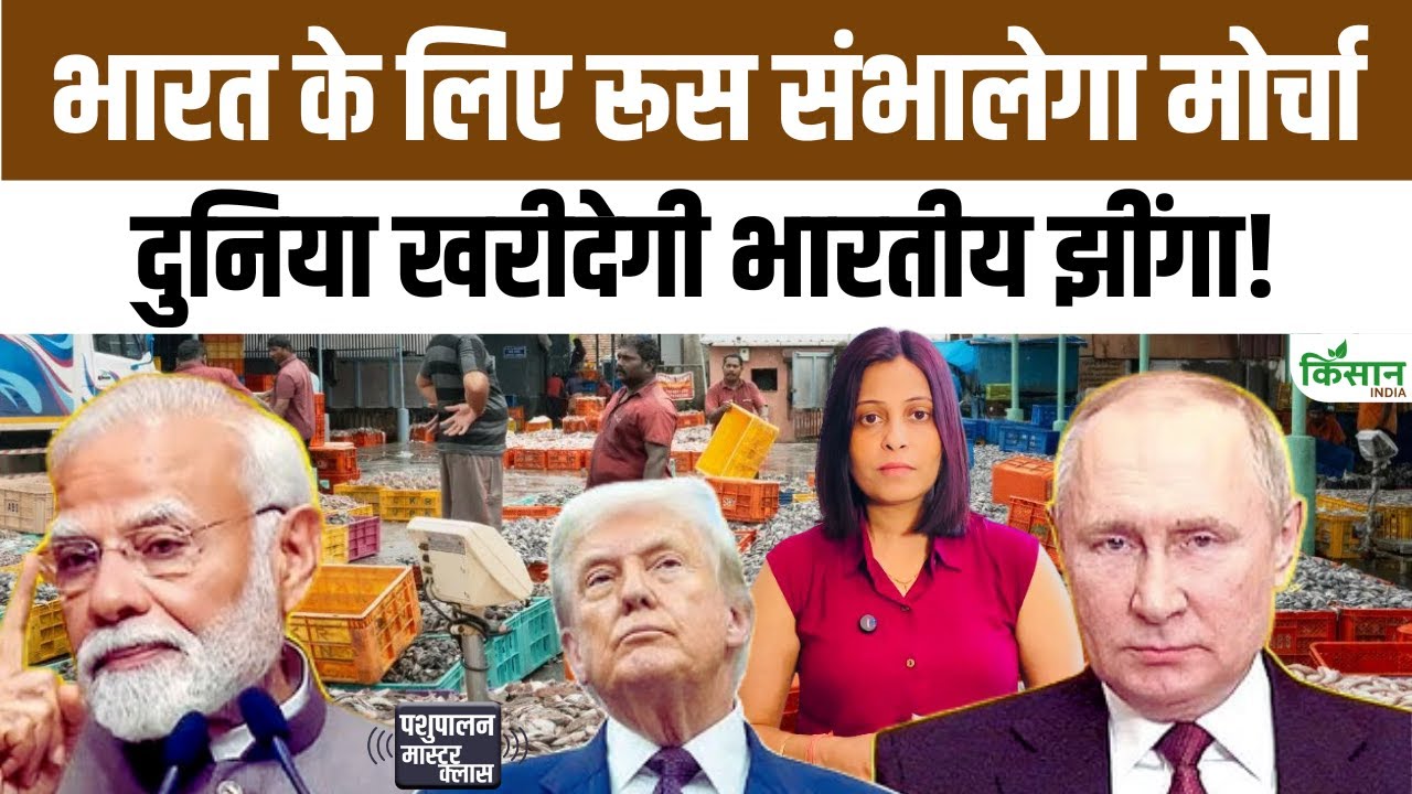 अमेरिका के टैरिफ झटके के बीच रूस ने भारतीय झींगा निर्यात का नया रास्ता खोला, निर्यातकों में बढ़ी उम्मीद
