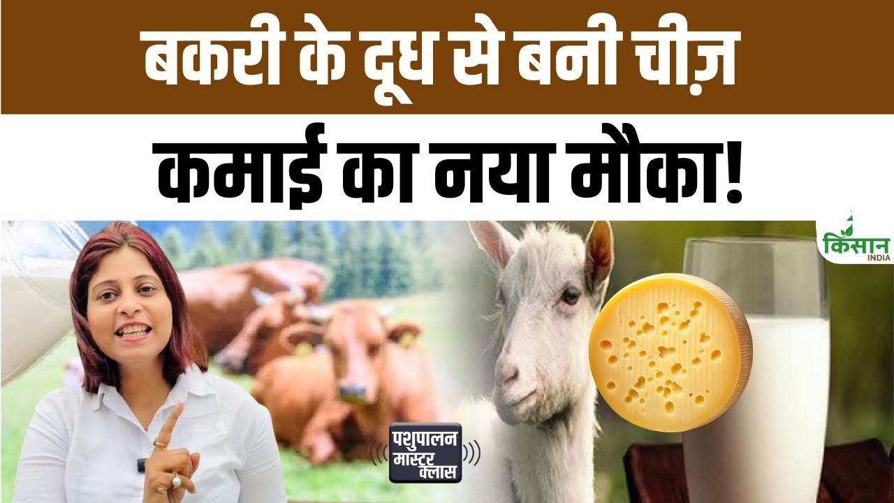 पंजाब में पहली बार बना बकरी के दूध का चीज, पशुपालकों के लिए खुला नई कमाई का बड़ा मौका