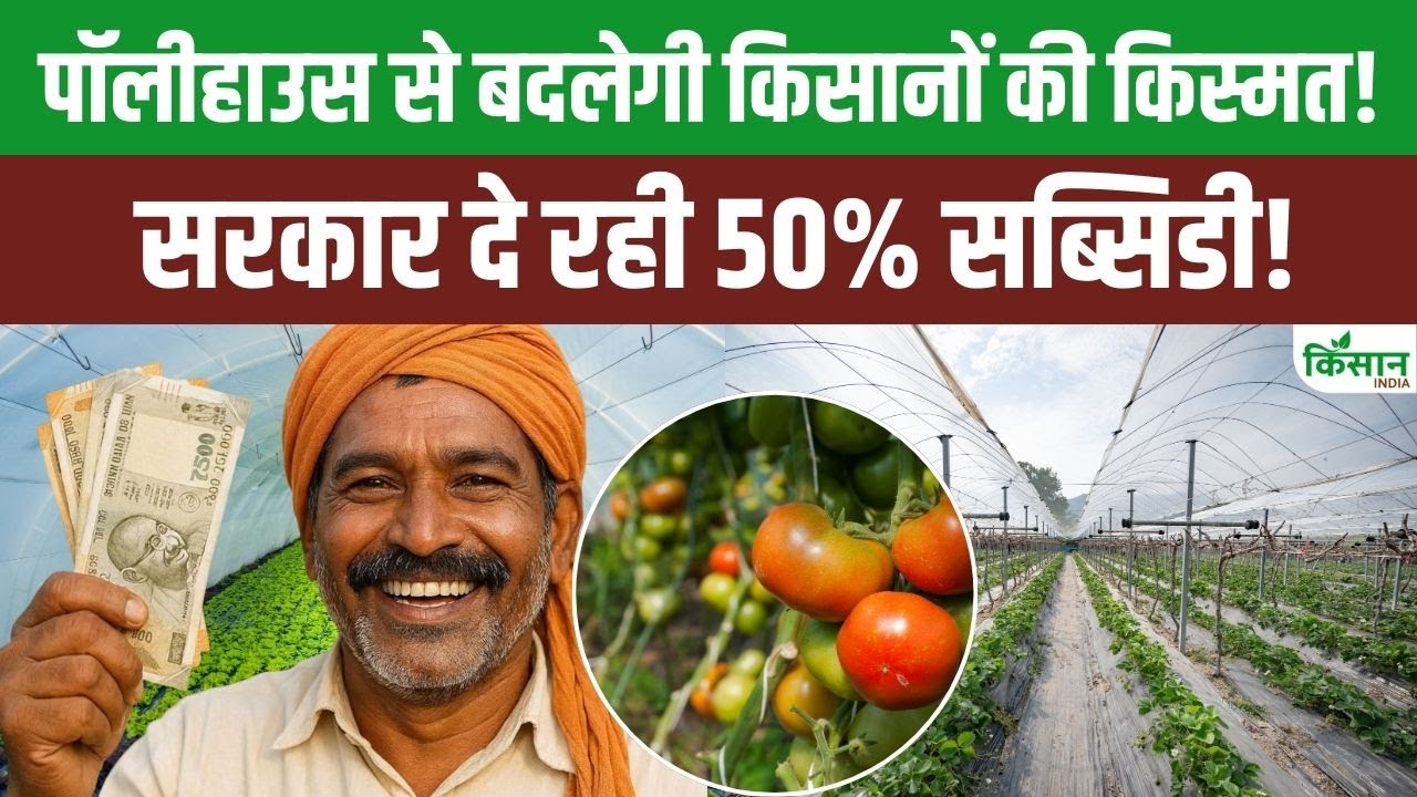 आधुनिक पॉलीहाउस तकनीक से बदलेगी खेती, सरकार ने 50 फीसदी सब्सिडी के साथ नई योजना को दी मंजूरी