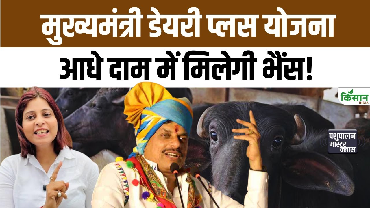 Mukhyamantri Dairy Plus Yojana: आधे दाम में मिलेगी मुर्रा भैंस, सरकार ने किसानों और युवाओं को दिया बड़ा मौका