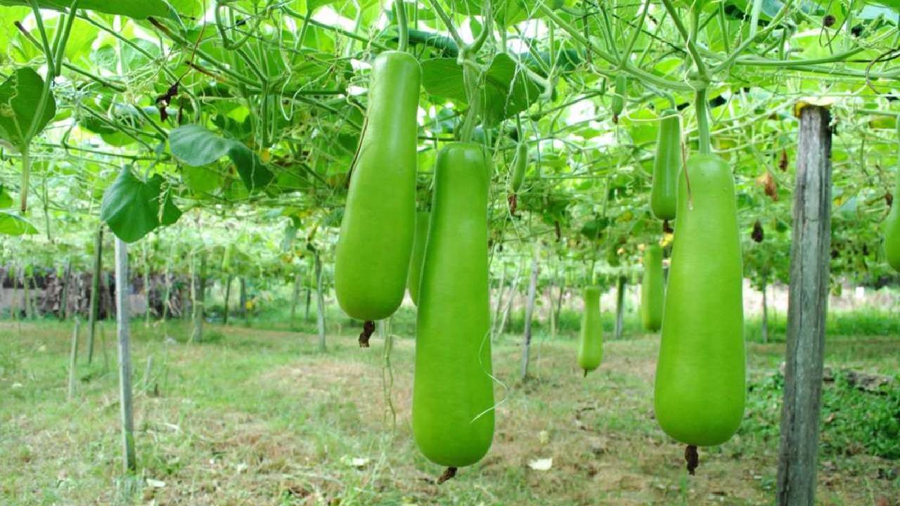 काली होकर गिर रही लौकी? ये देसी उपाय करेगा कमाल, फंगस और कीट दोनों से मिलेगा छुटकारा