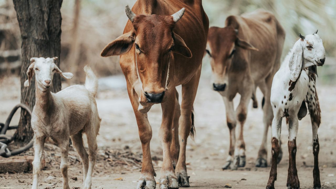 खेती के साथ करें पशुपालन.. होगी डबल इनकम, ये 3 पशु कर देंगे आपको मालामाल